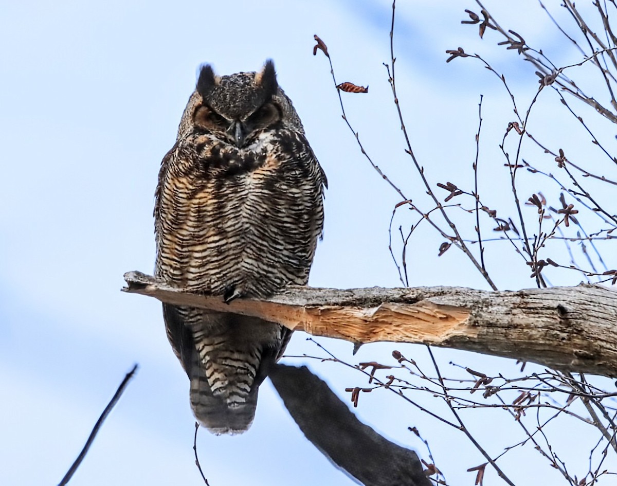 Great Horned Owl - ML647720543