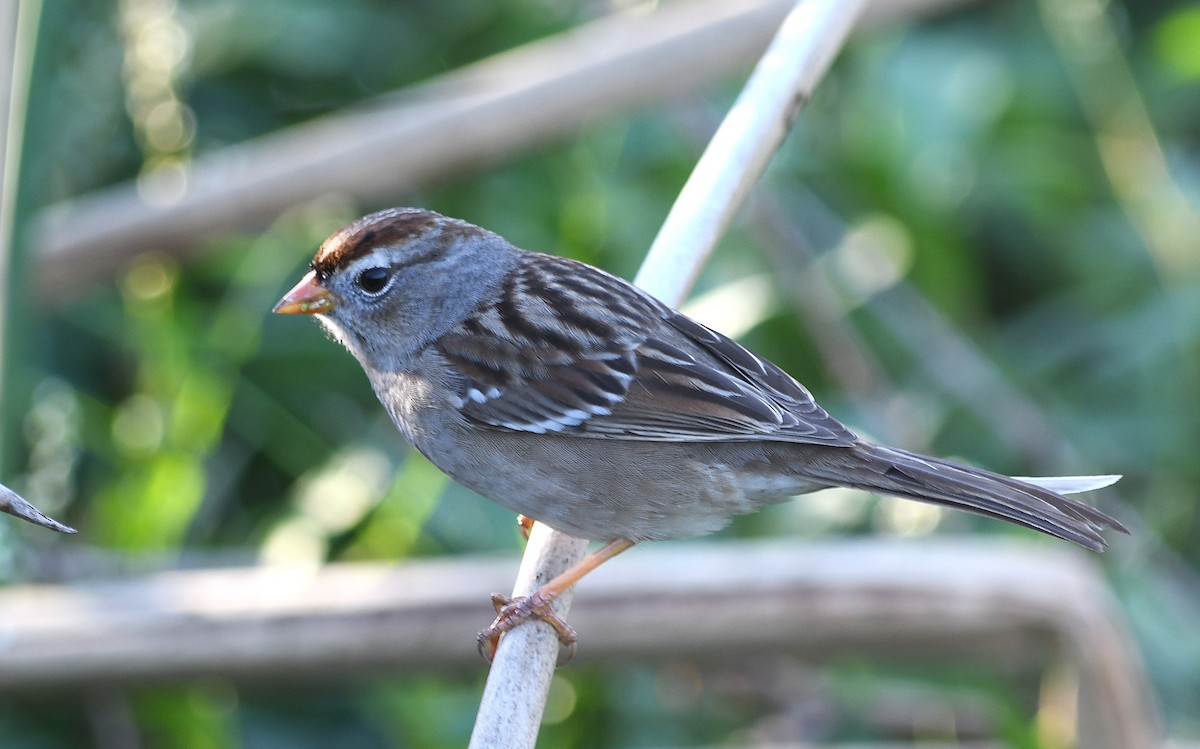 White-crowned Sparrow (Gambel's) - ML647720549