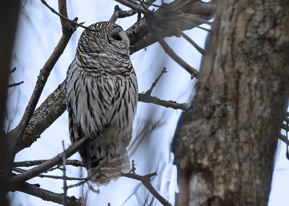Barred Owl - ML647720553