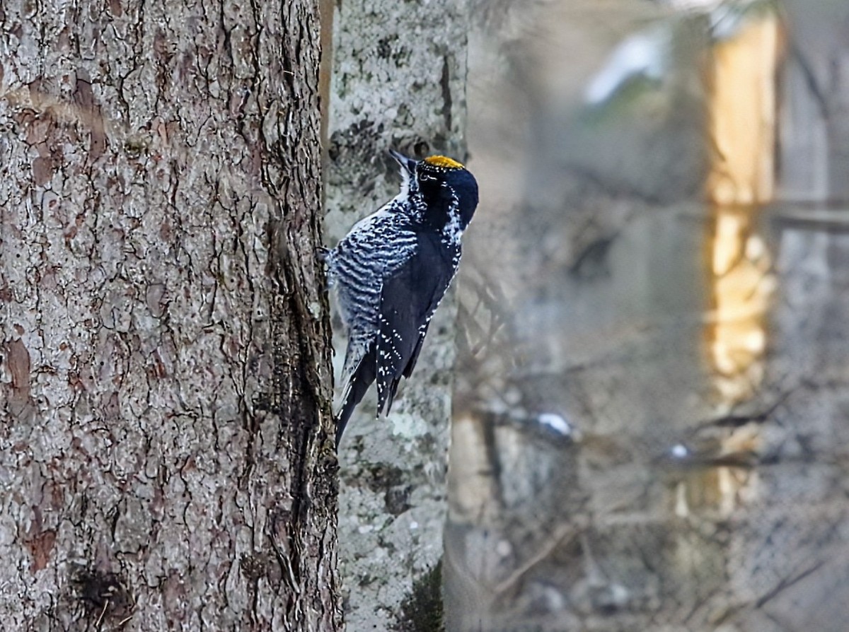 American Three-toed Woodpecker - ML647720566