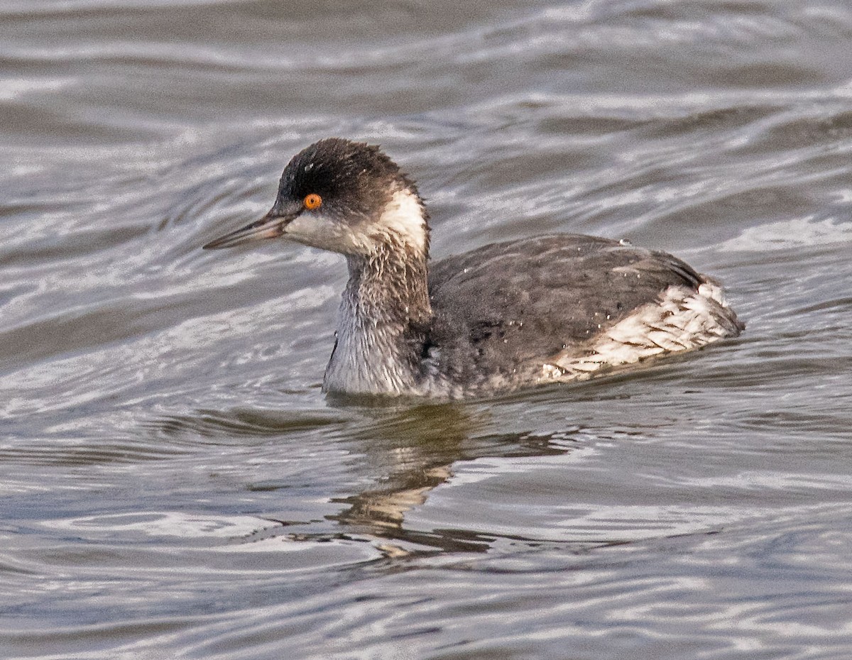 potápka černokrká - ML647720567