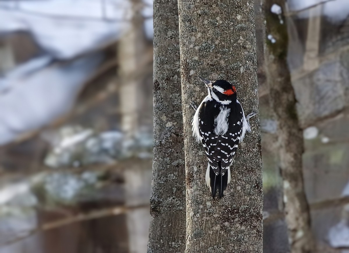 Hairy Woodpecker - ML647720588