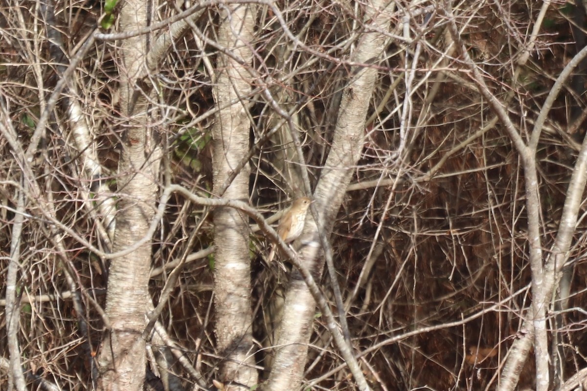 Hermit Thrush - ML647720602