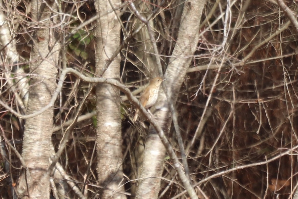 Hermit Thrush - ML647720603