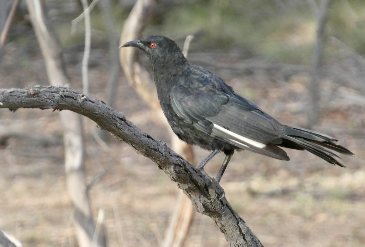 White-winged Chough - ML647720604