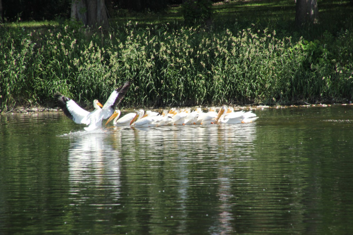 American White Pelican - ML647720605