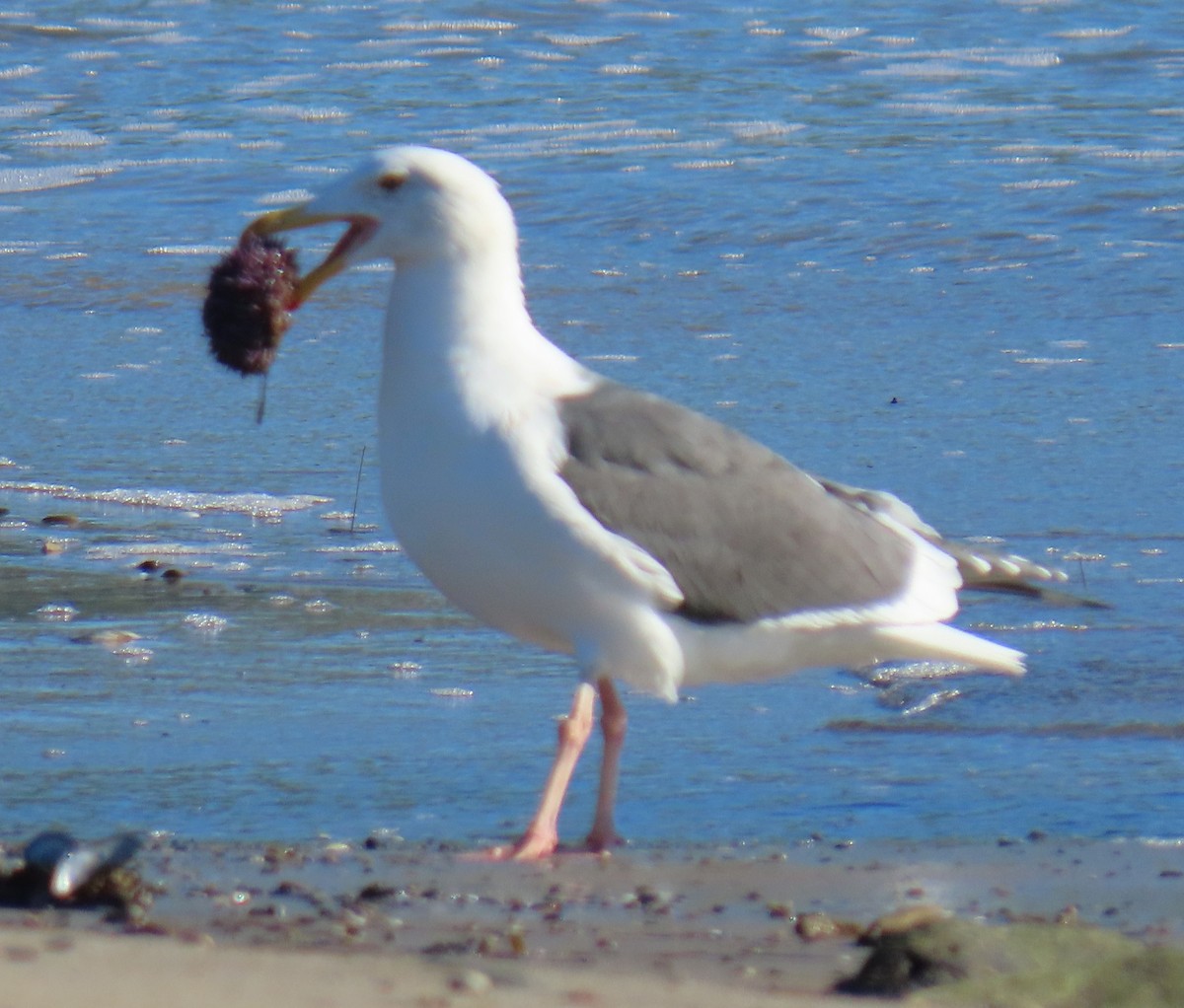 Western Gull - ML647720607