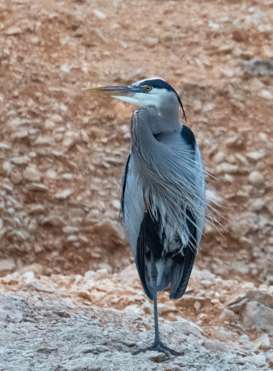 Great Blue Heron - ML647720609