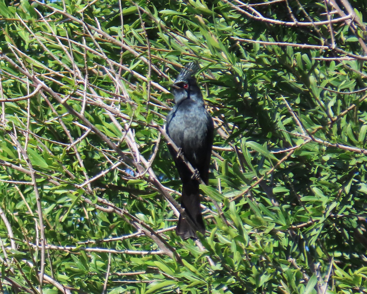 Phainopepla - ML647720613