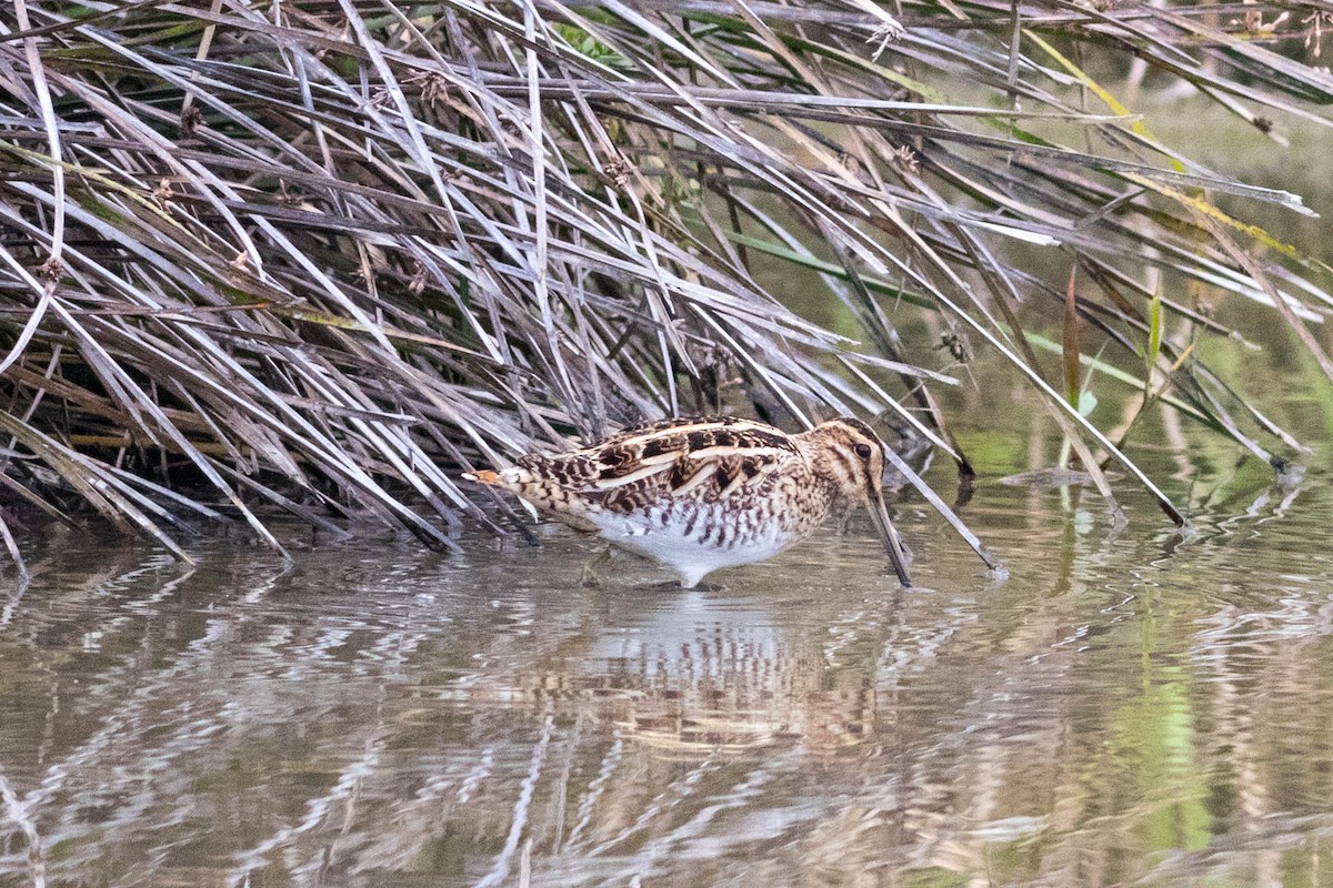 Common Snipe - ML647720614