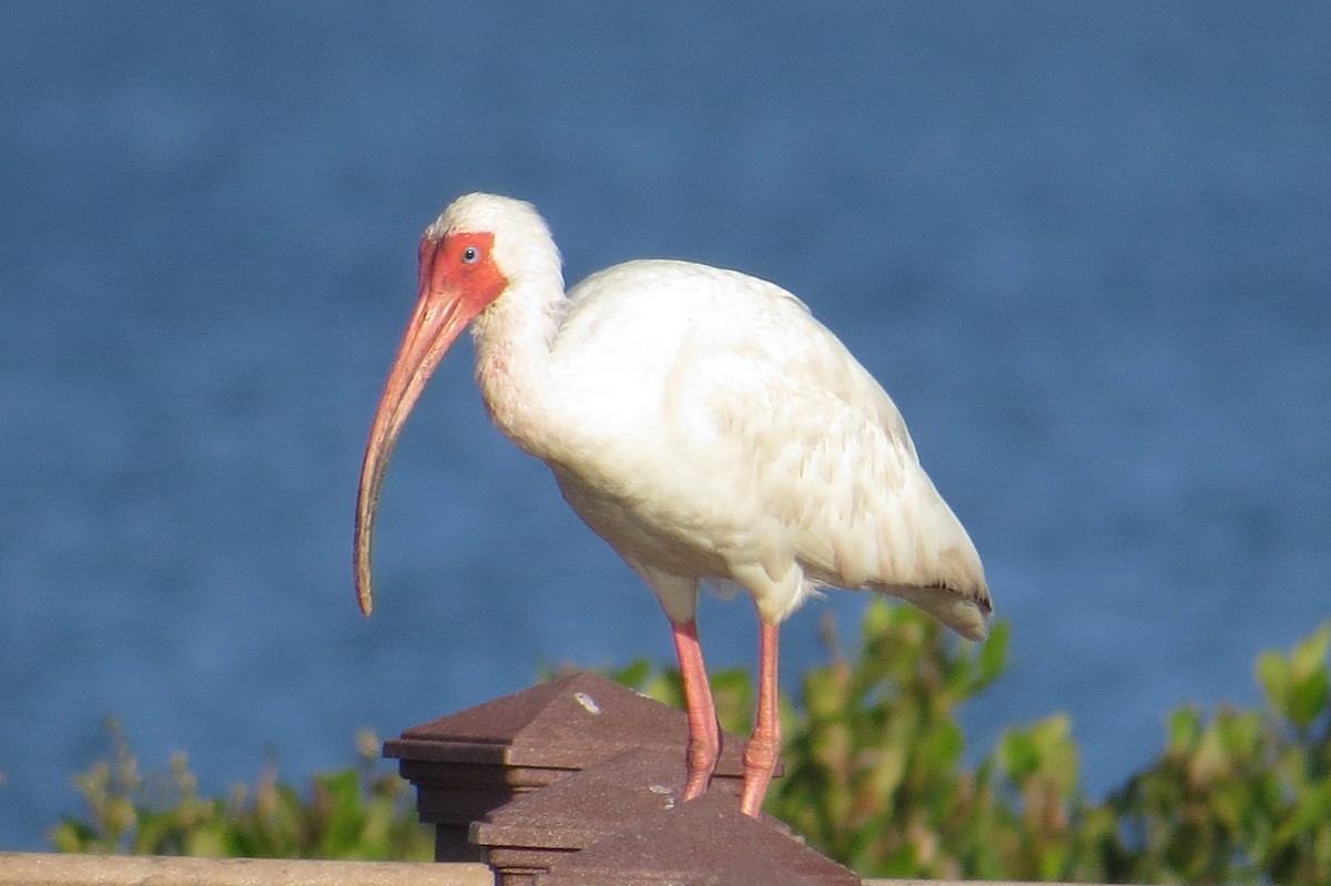 White Ibis - ML647720615