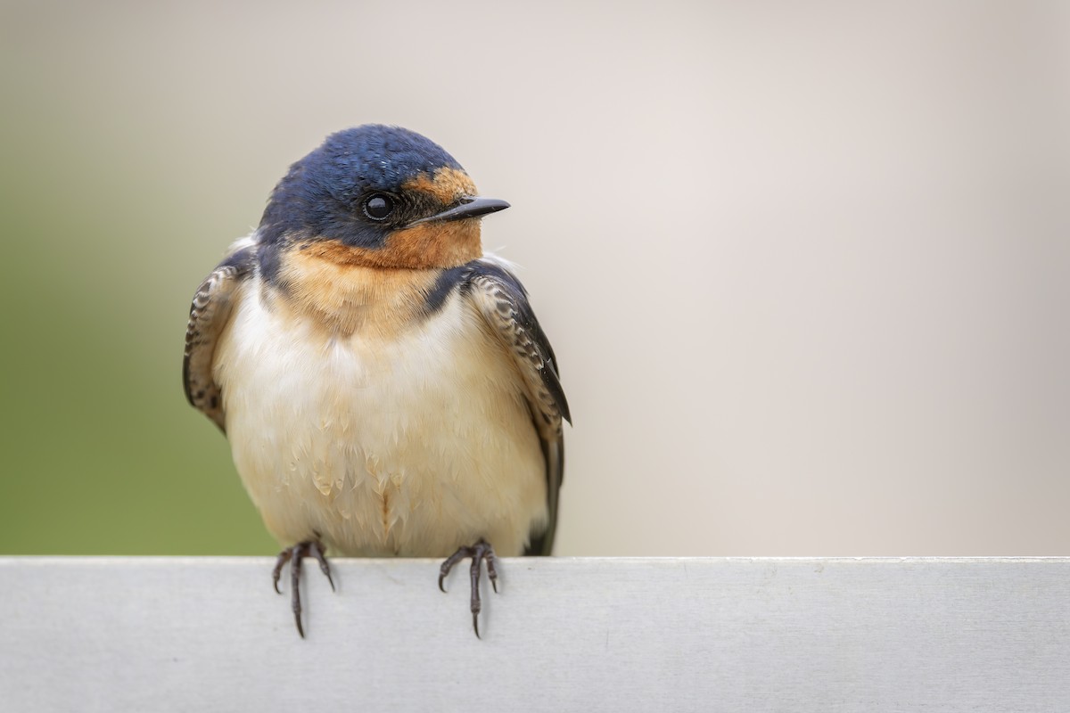 Barn Swallow - ML647720618