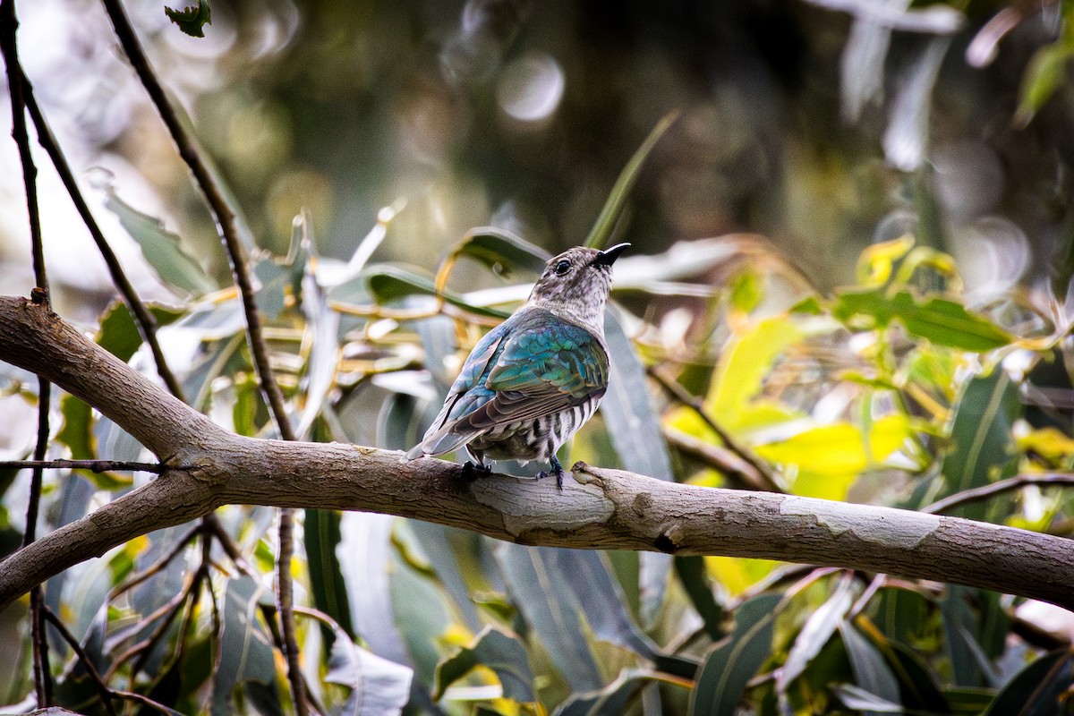 Shining Bronze-Cuckoo - ML647720621