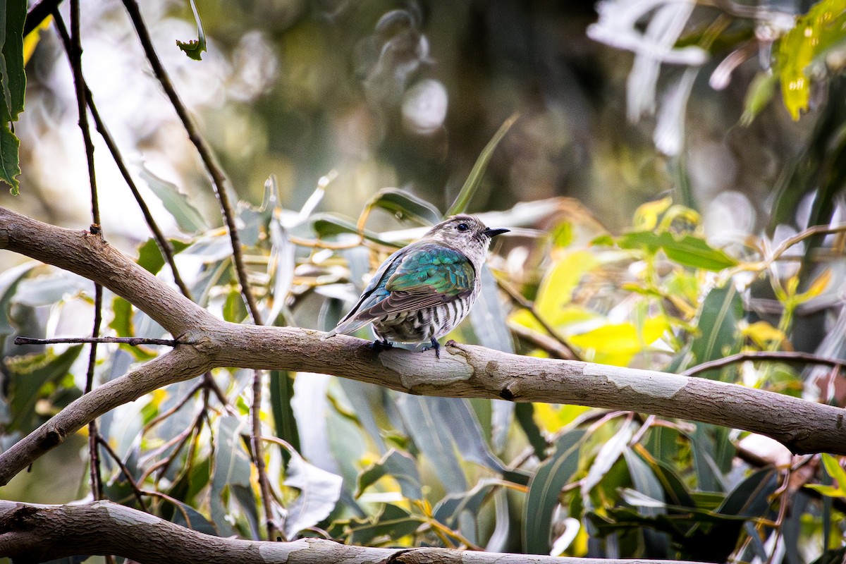 Shining Bronze-Cuckoo - ML647720622