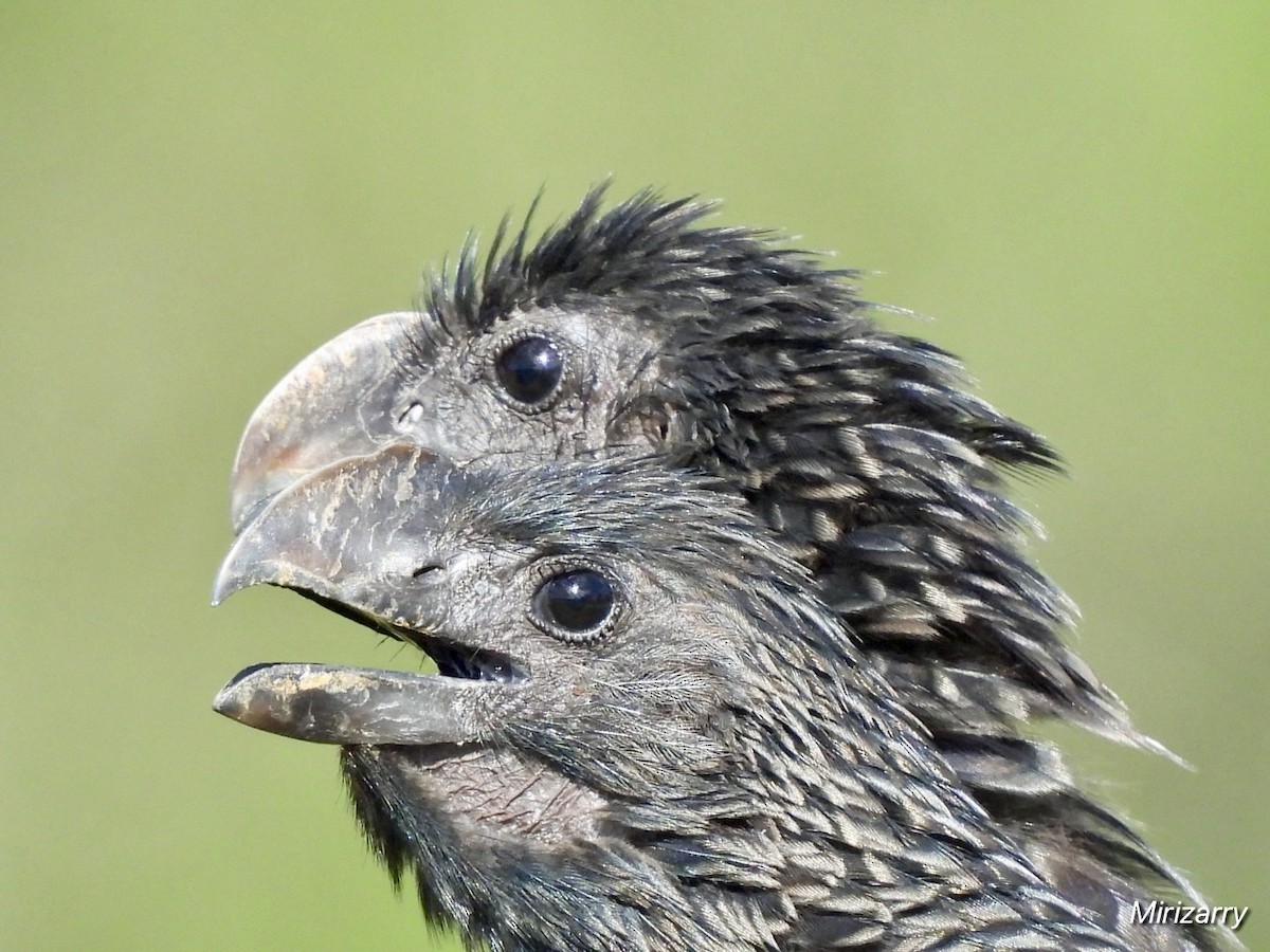 Smooth-billed Ani - ML647720623
