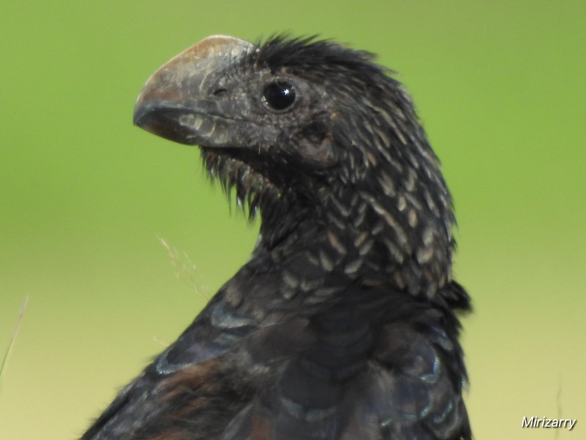 Smooth-billed Ani - ML647720624