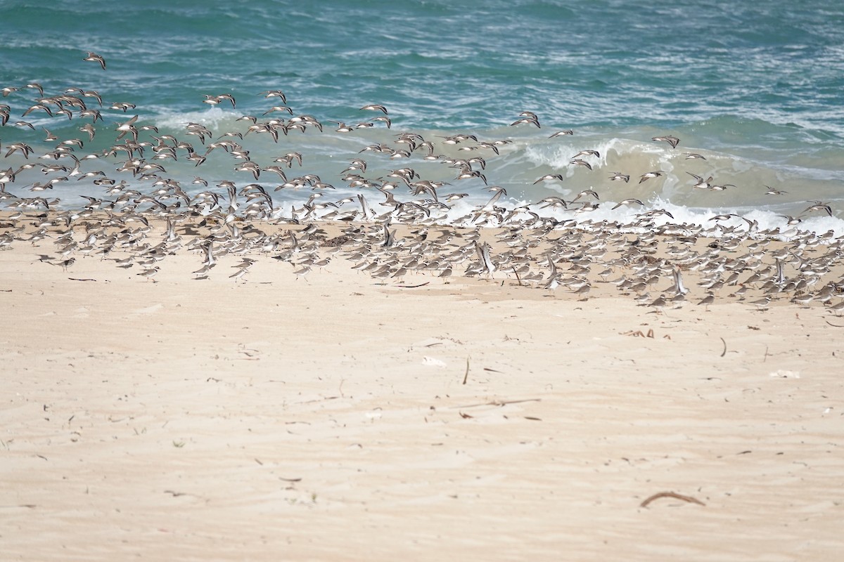 Semipalmated Sandpiper - ML647720625