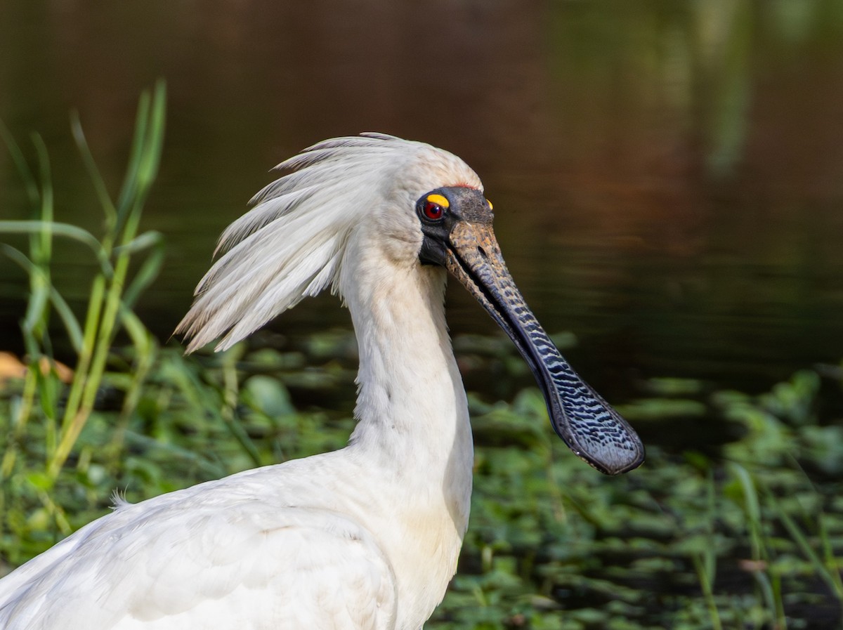 Royal Spoonbill - ML647720626