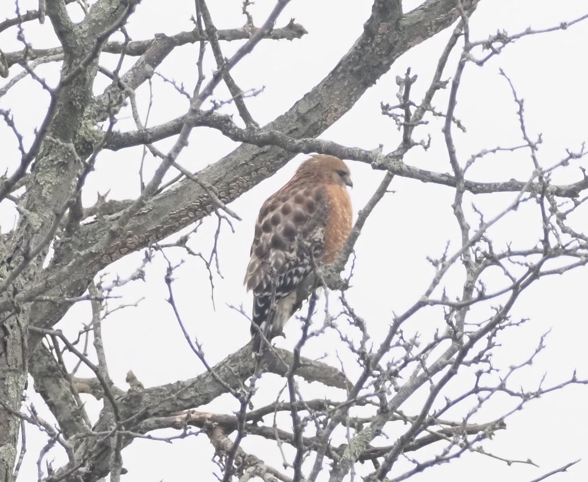 Red-shouldered Hawk - ML647720628
