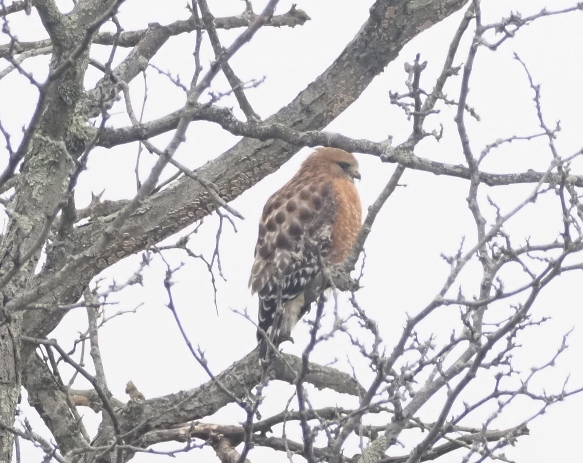 Red-shouldered Hawk - ML647720629