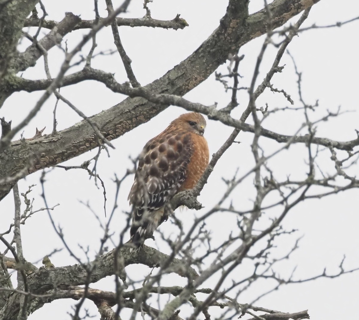 Red-shouldered Hawk - ML647720630