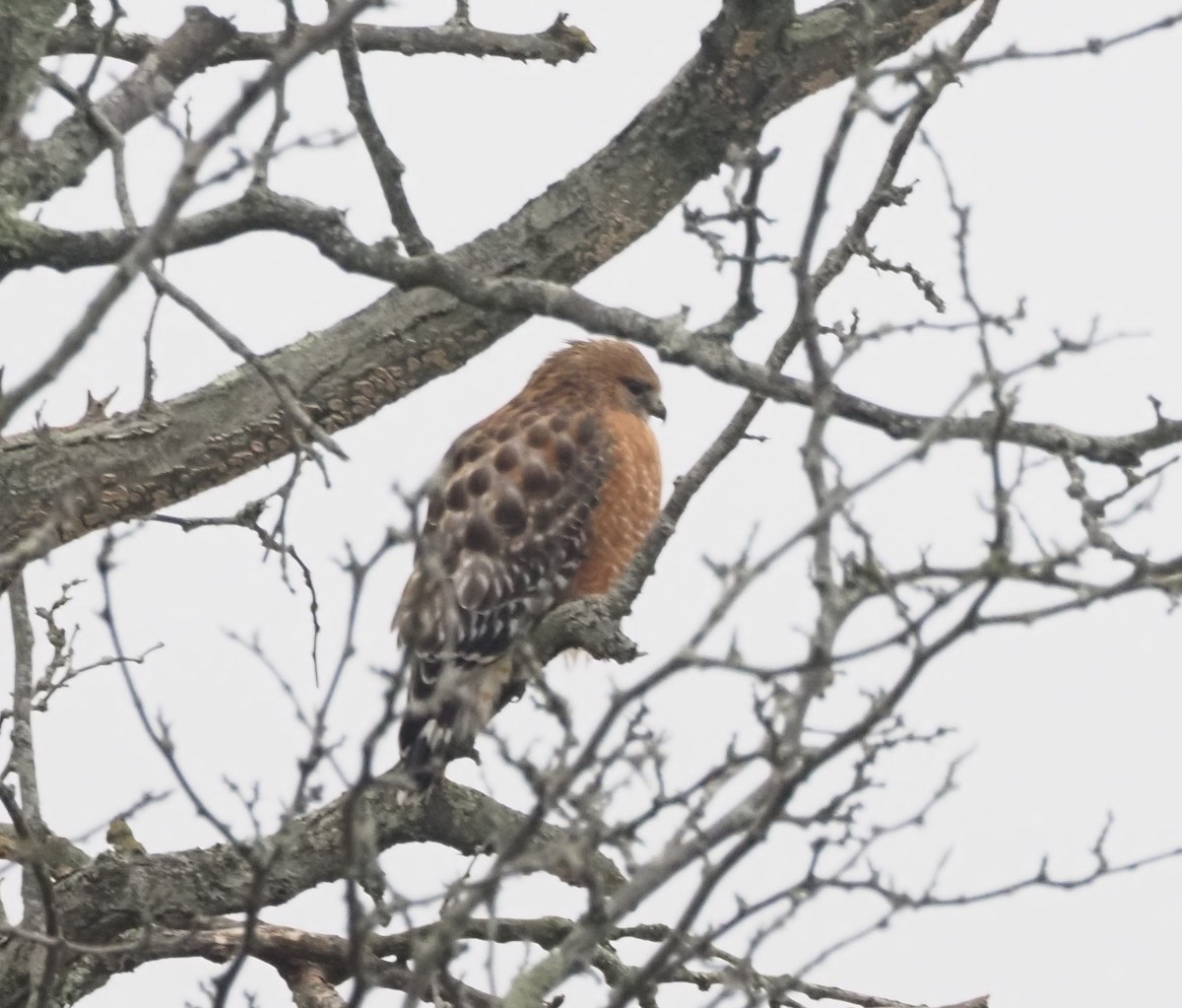 Red-shouldered Hawk - ML647720632
