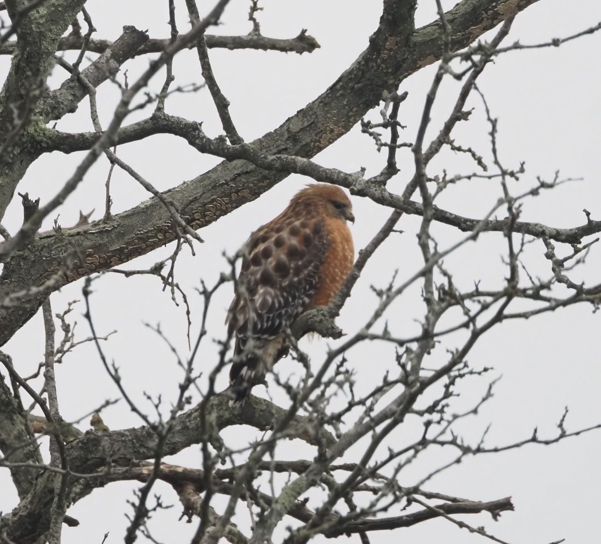Red-shouldered Hawk - ML647720633