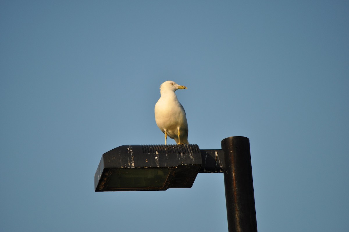 Ring-billed Gull - ML647720636