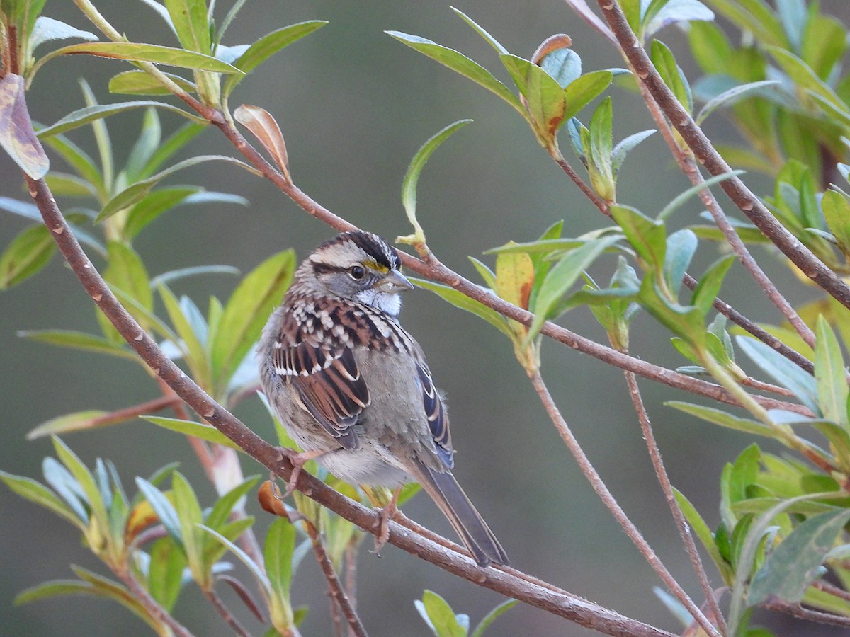 White-throated Sparrow - ML647720637