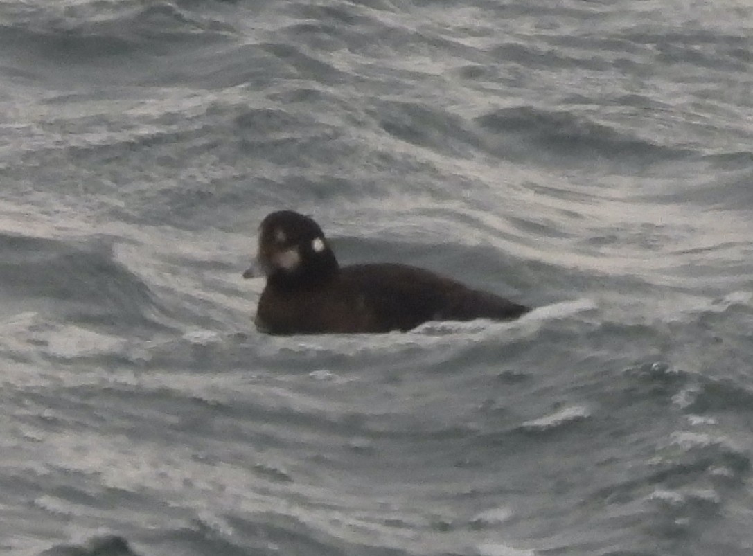 Harlequin Duck - ML647720638