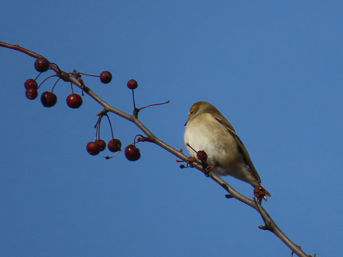American Goldfinch - ML647720639
