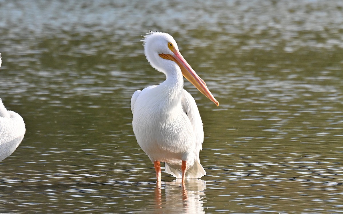 American White Pelican - ML647720657