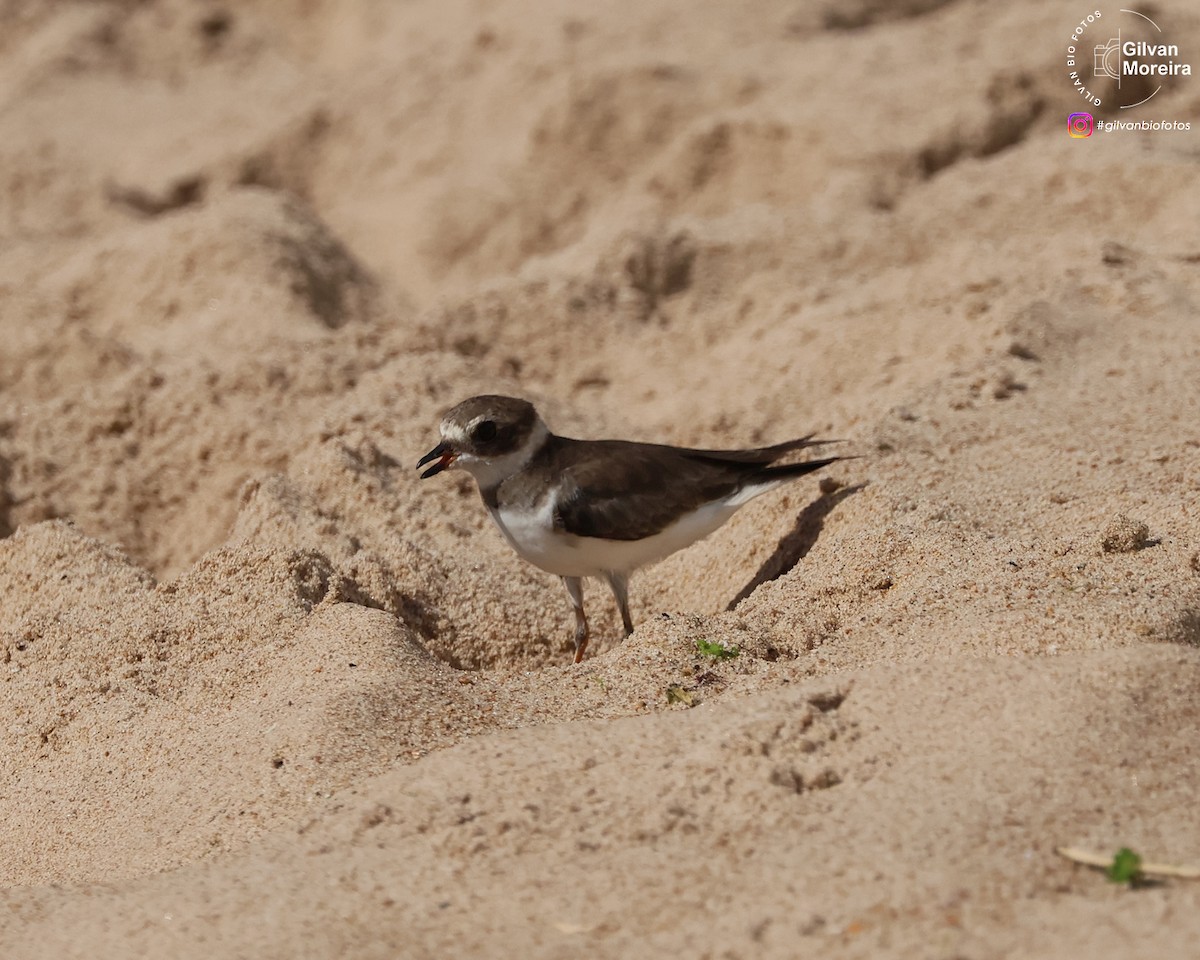 Semipalmated Plover - ML647720658