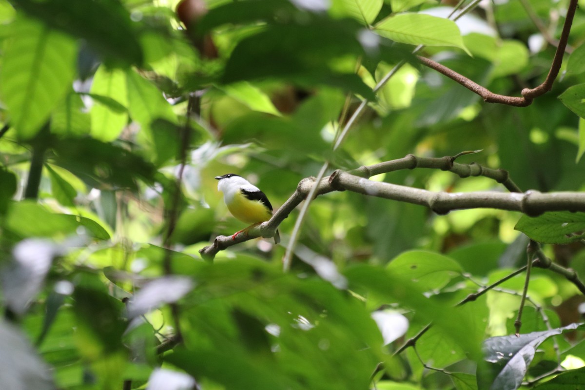 White-collared Manakin - ML647720668