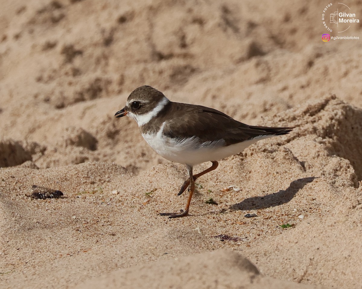 Semipalmated Plover - ML647720670