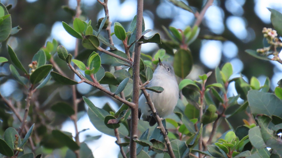 Голубая комароловка - ML647720677