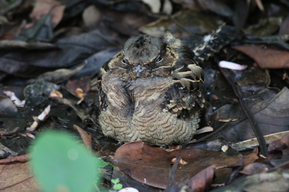 pauraquenattravn - ML647720688