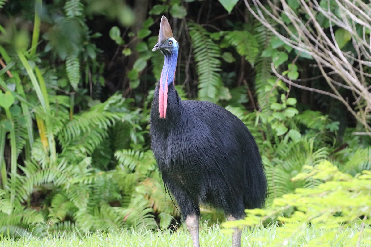 toflikkasuar - ML647720721