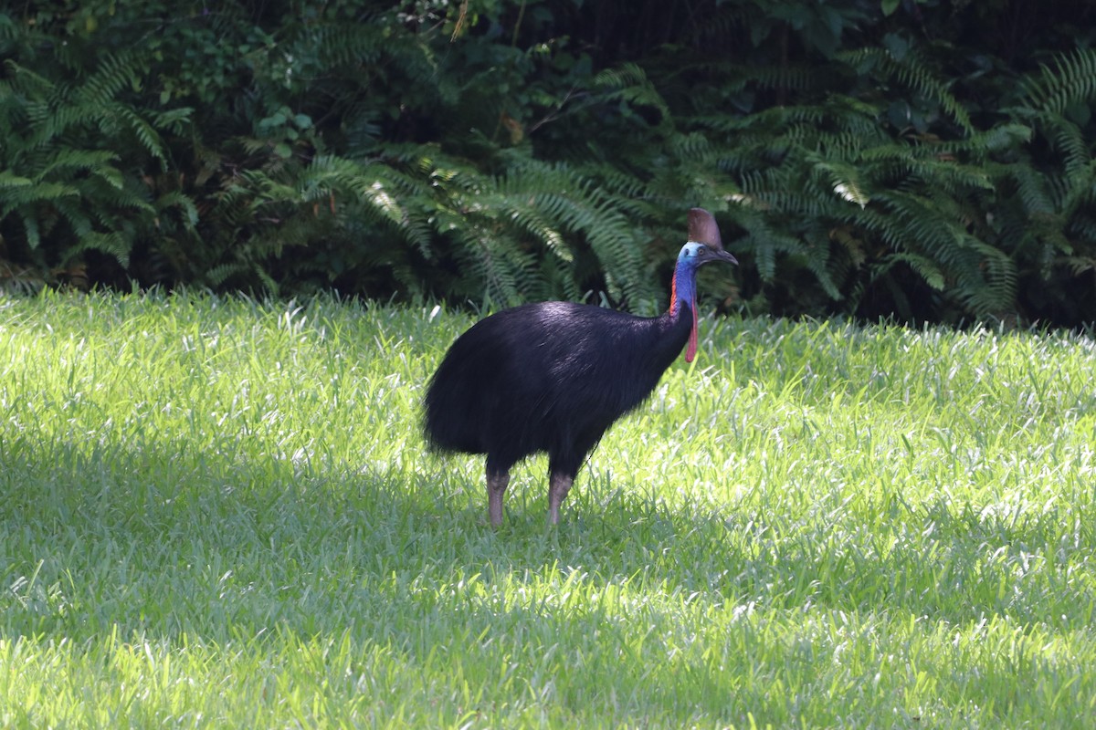 toflikkasuar - ML647720727