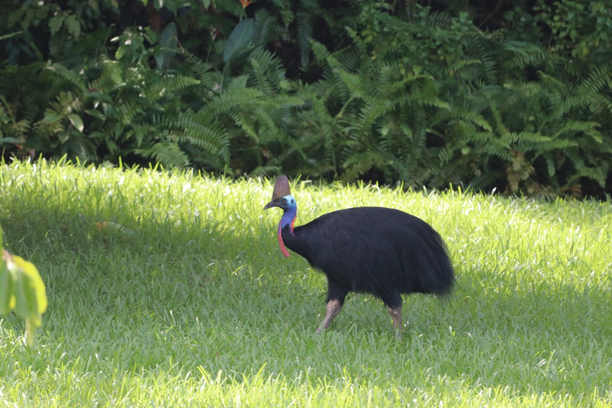 toflikkasuar - ML647720728