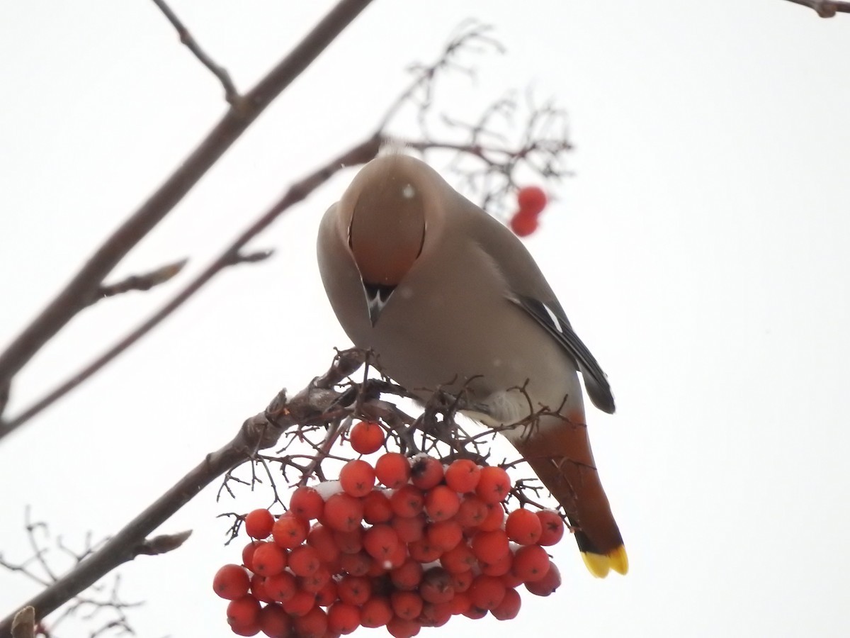 Bohemian Waxwing - ML647720746