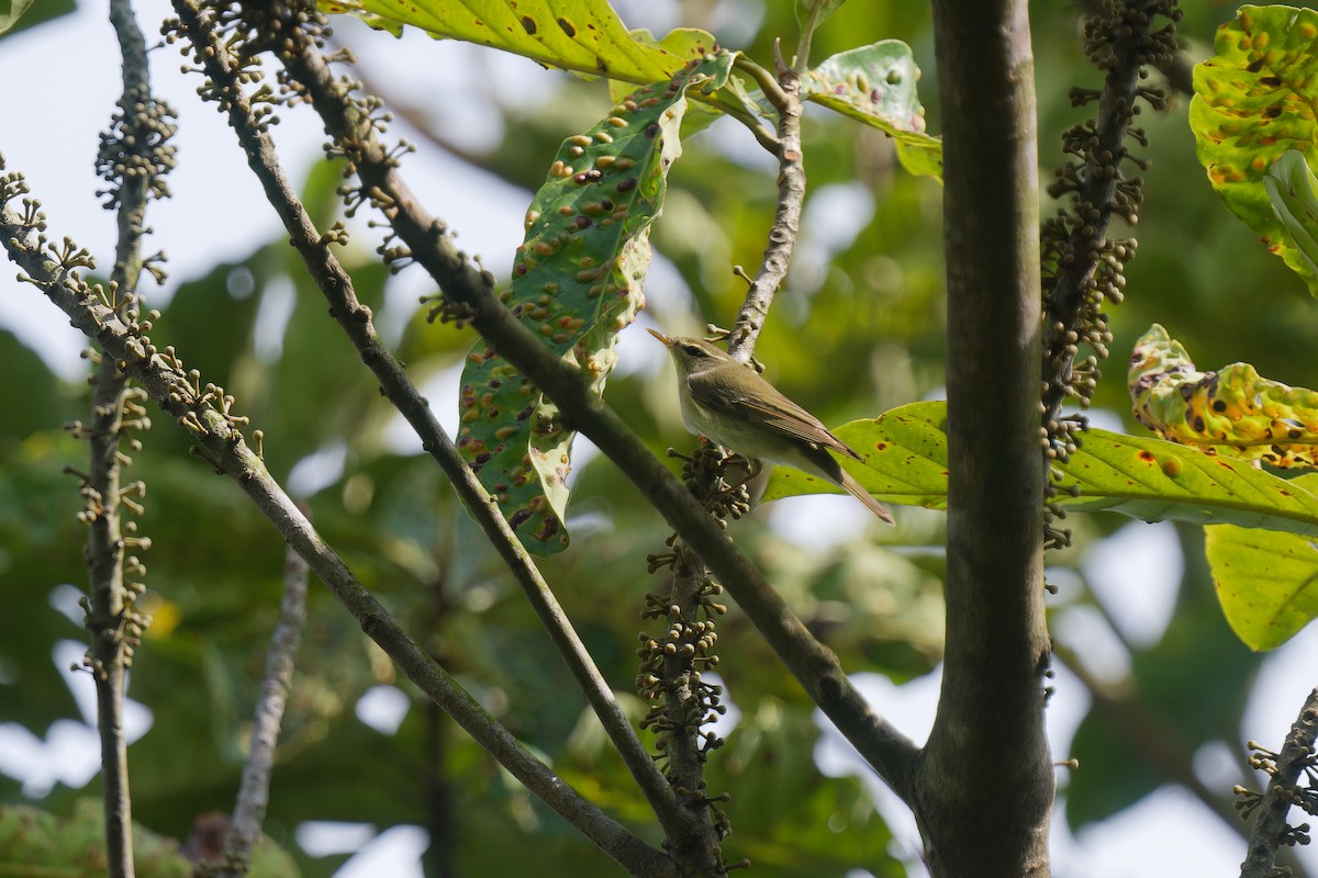 budníček severní - ML647720749