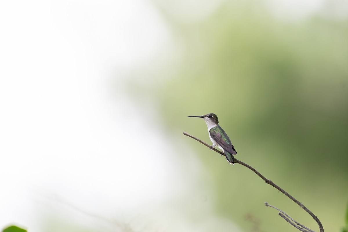 Ruby-throated Hummingbird - ML647720752