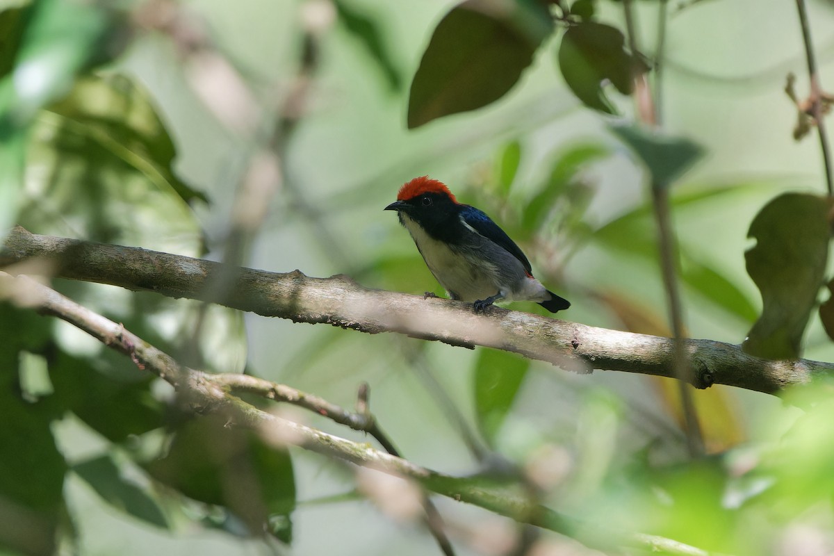 květozob červenohřbetý - ML647720780