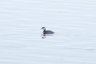 Красношейная поганка - ML647720790