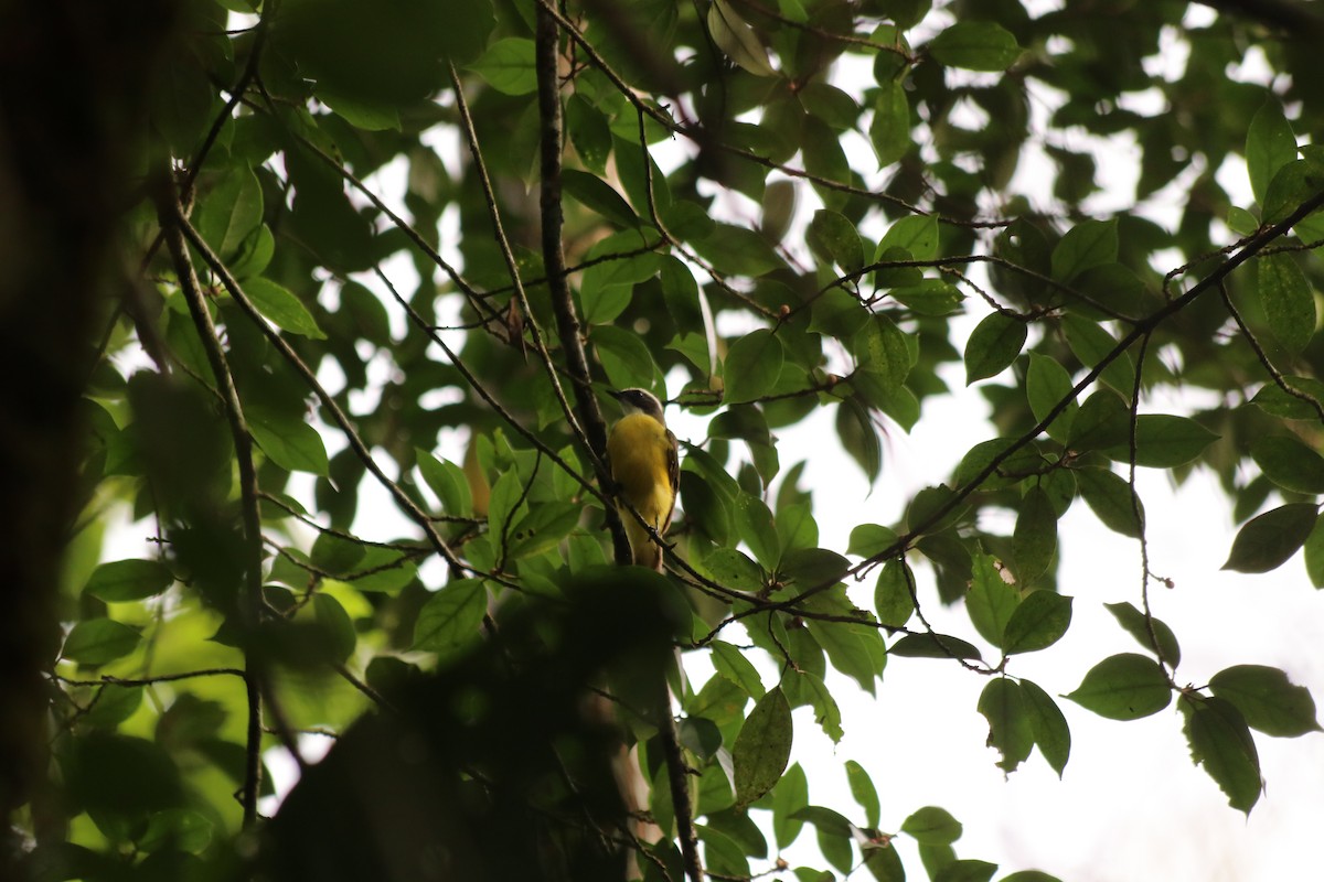 Rotscheitel-Maskentyrann - ML647720803