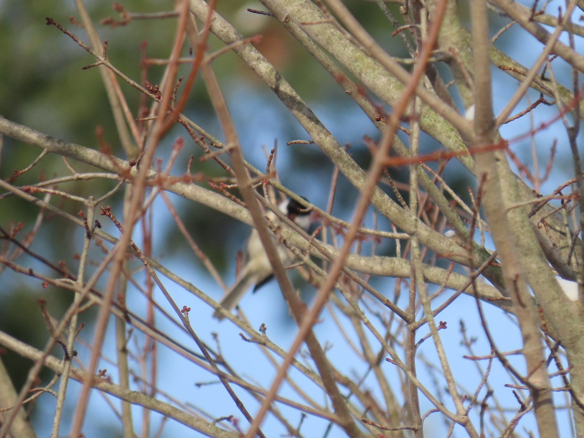 Black-capped Chickadee - ML647720807
