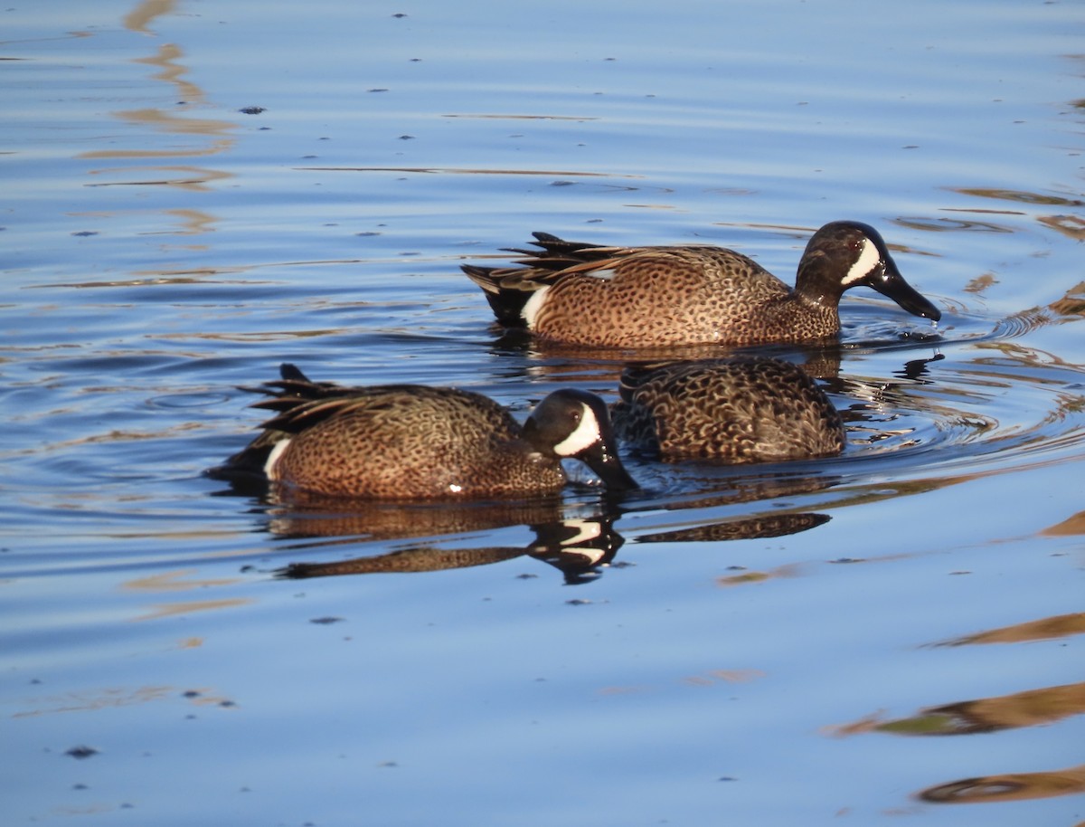 Blue-winged Teal - ML647720852