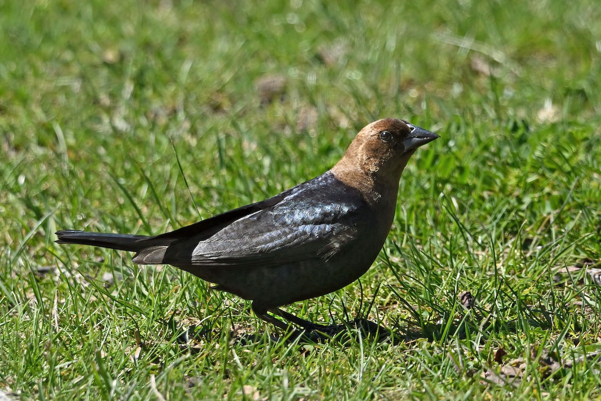 Brown-headed Cowbird - ML647720884