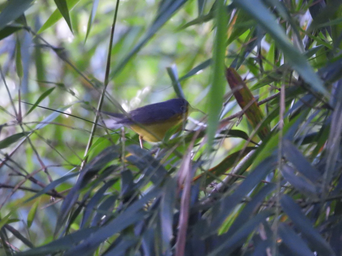 Канадская вильсония - ML647720905